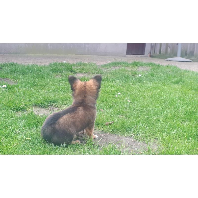 chihuahuapup