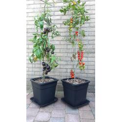 TOMATEN plantrekken plantenrekken voor tomatenplanten