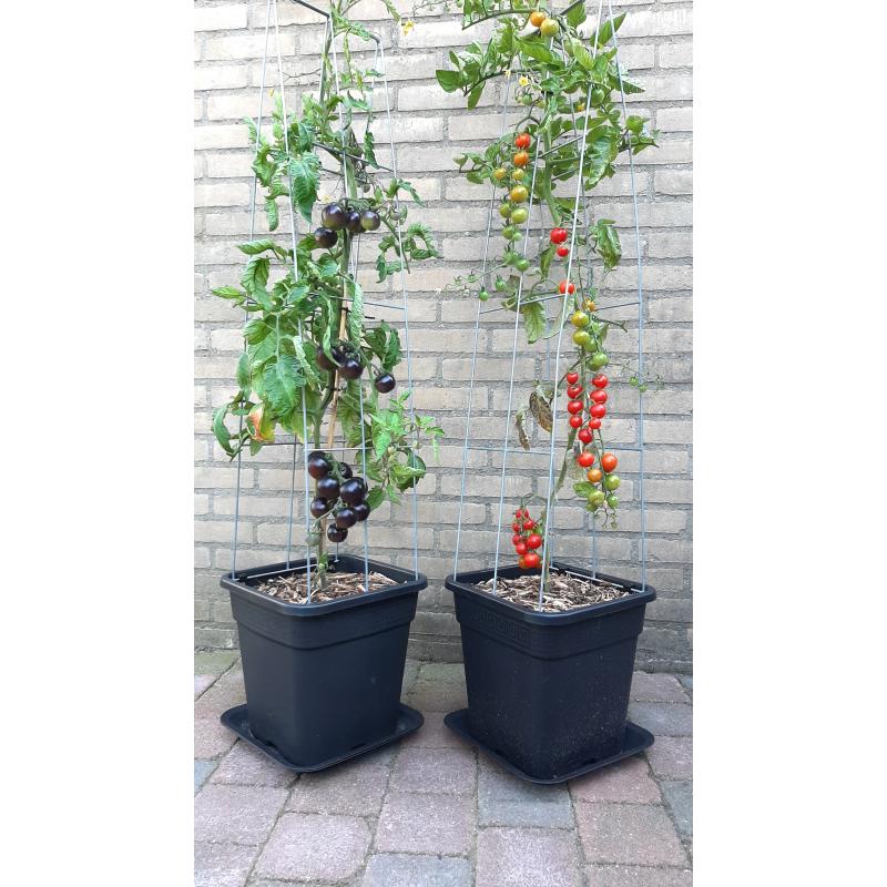 TOMATEN plantrekken plantenrekken voor tomatenplanten