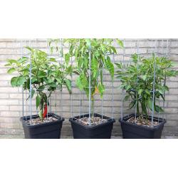 TOMATEN plantrekken plantenrekken voor tomatenplanten