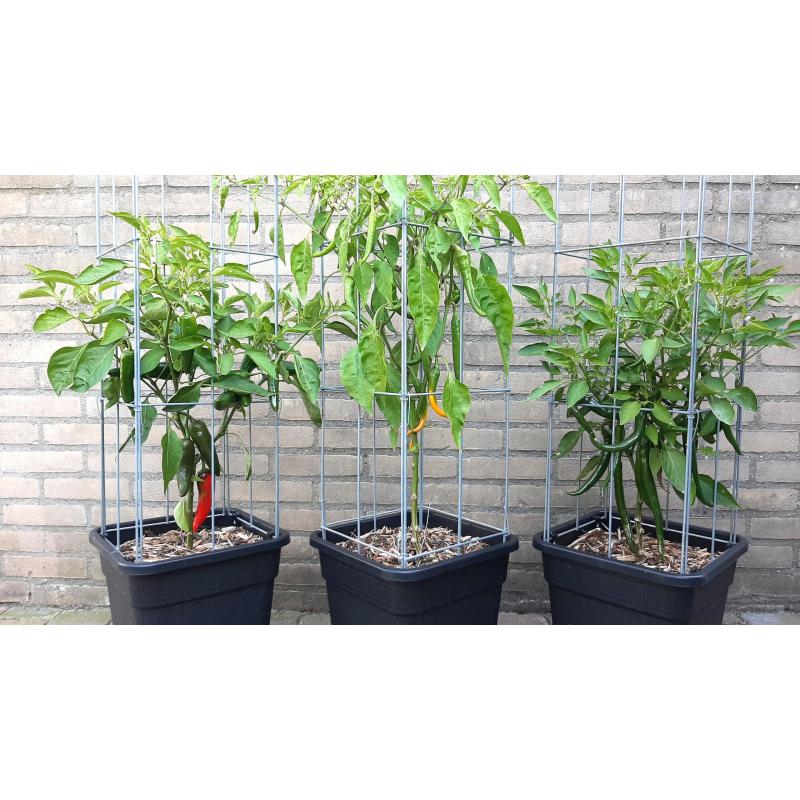 TOMATEN plantrekken plantenrekken voor tomatenplanten