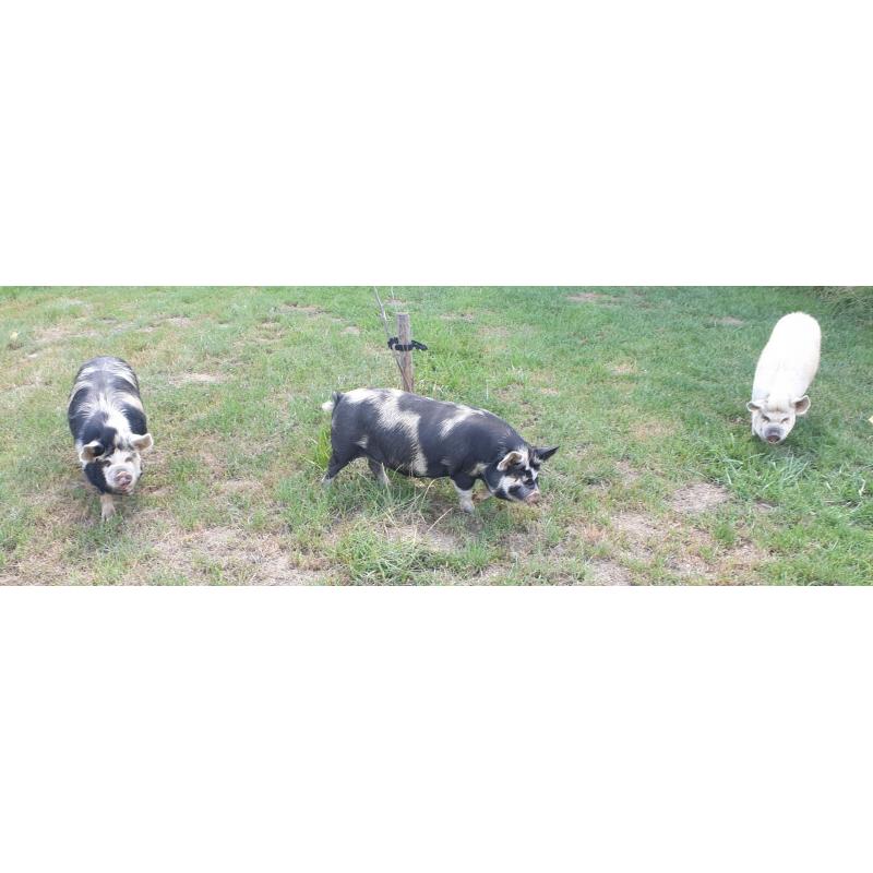 Kunekune biggen