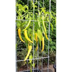 TOMATEN plantrekken plantenrekken voor tomatenplanten