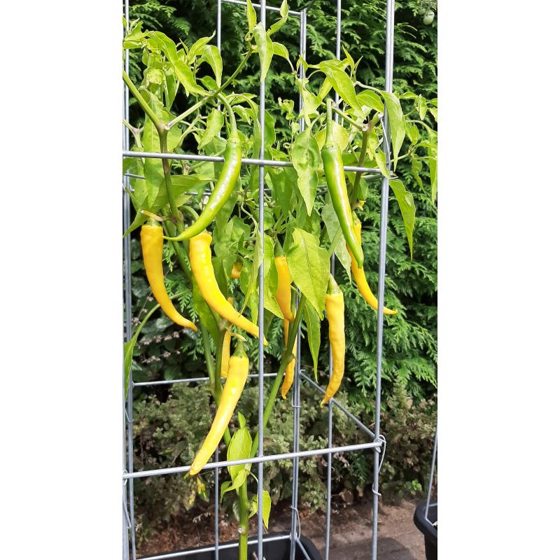 TOMATEN plantrekken plantenrekken voor tomatenplanten