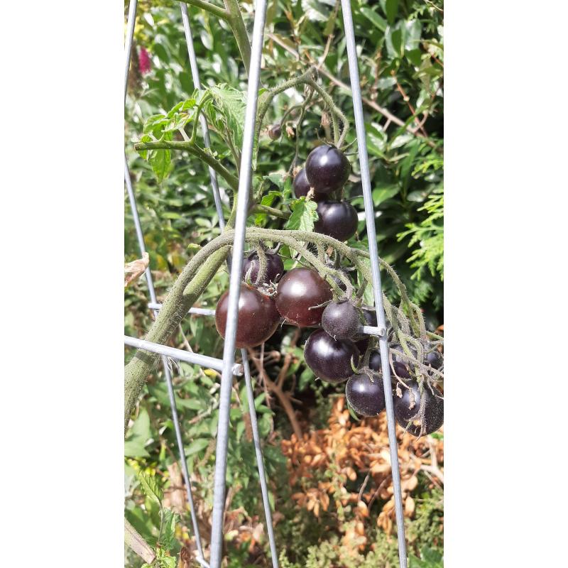 TOMATEN plantrekken plantenrekken voor tomatenplanten