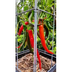 TOMATEN plantrekken plantenrekken voor tomatenplanten