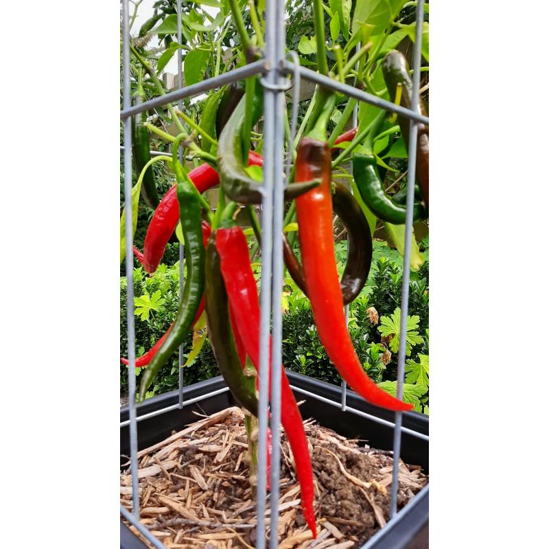 TOMATEN plantrekken plantenrekken voor tomatenplanten
