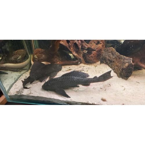 2 pleco's