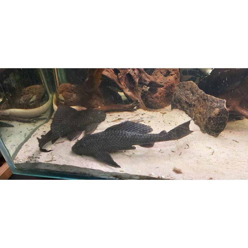2 pleco's