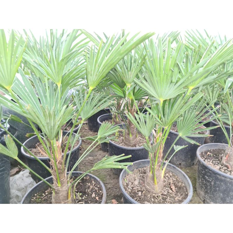 Trachycarpus wagnerianus winterharde palmboom