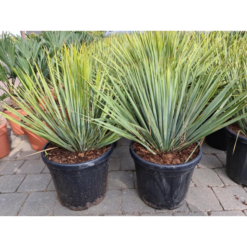 Yucca rostrata winterharde yucca