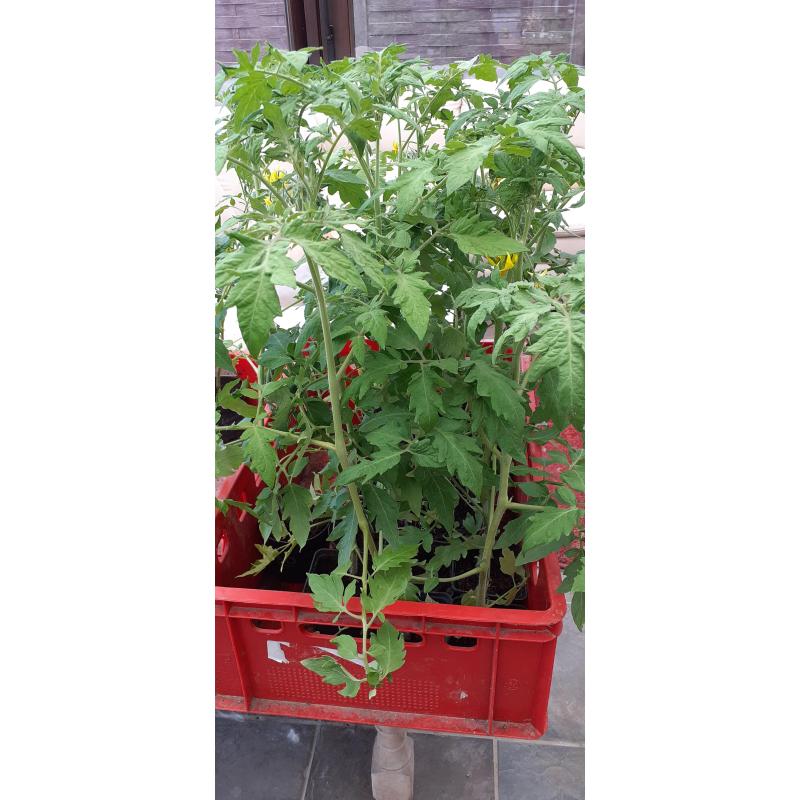 tomatenplanten Red de Berlin