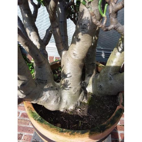 Planten,  " Crassula's Horntree  35 jaar oud. "