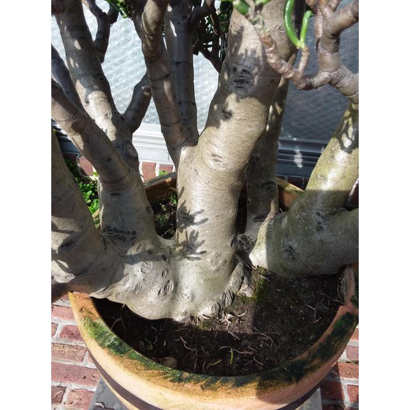 Planten,  " Crassula's Horntree  35 jaar oud. "