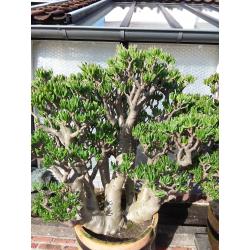 Planten,  " Crassula's Horntree  35 jaar oud. "