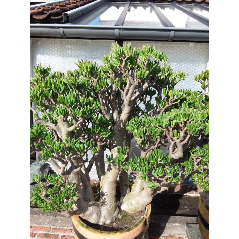 Planten,  " Crassula's Horntree  35 jaar oud. "