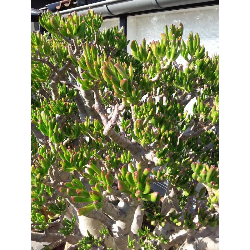 Planten,  " Crassula's Horntree  35 jaar oud. "
