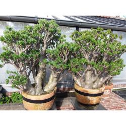 Planten,  " Crassula's Horntree  35 jaar oud. "