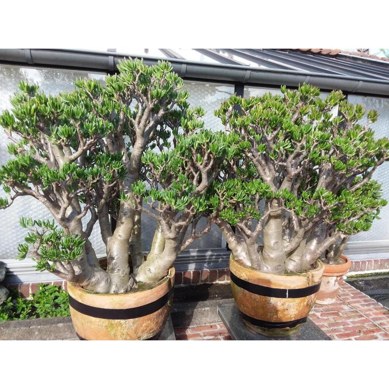 Planten,  " Crassula's Horntree  35 jaar oud. "