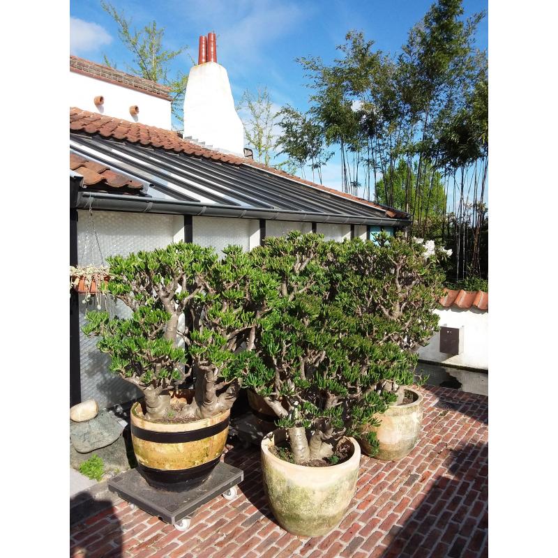 Planten,  " Crassula's Horntree  35 jaar oud. "