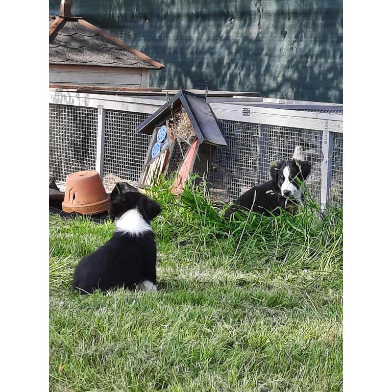 Mini american shepherds pups