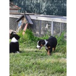 Mini american shepherds pups
