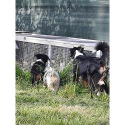 Mini american shepherds pups