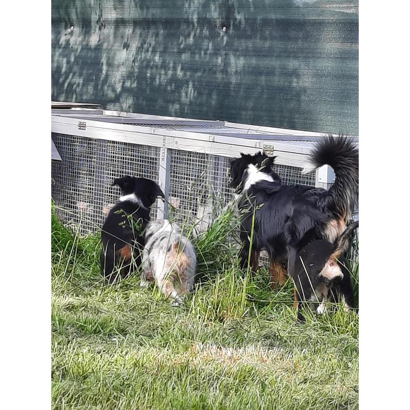 Mini american shepherds pups