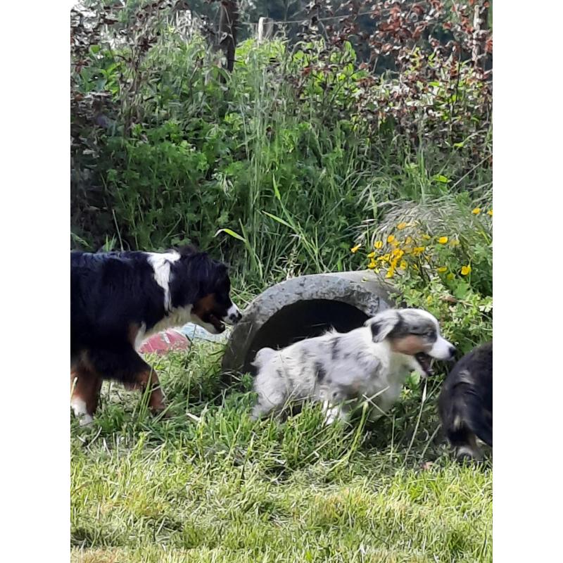 Mini american shepherds pups