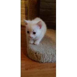 Kittens Siamees