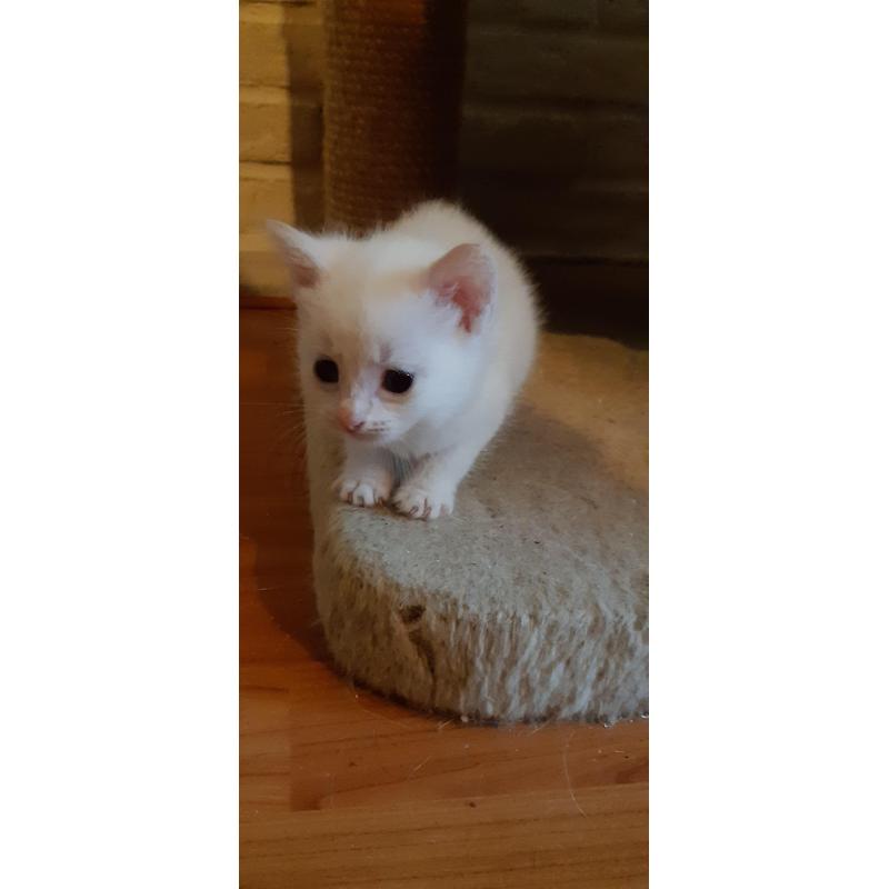 Kittens Siamees