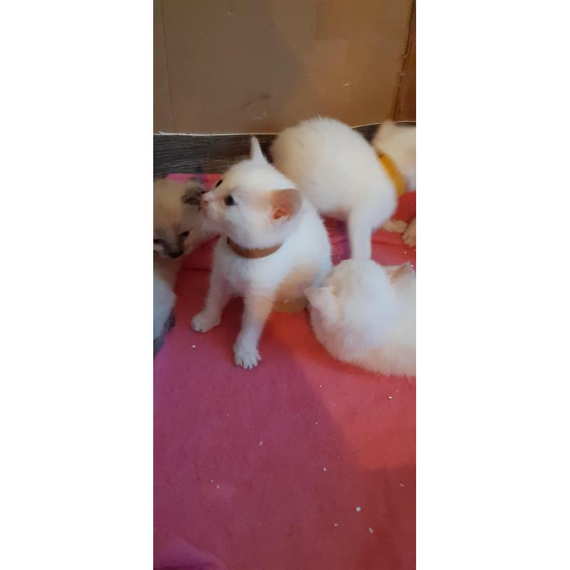 Kittens Siamees