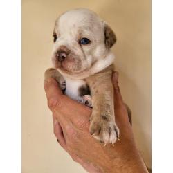 Old English Bulldog Pups