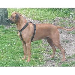 Rhodesian Ridgeback Pups