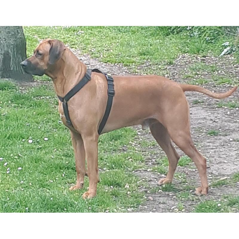 Rhodesian Ridgeback Pups