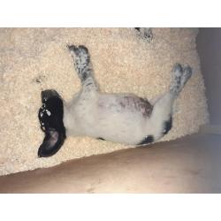 Epagnol Breton pups