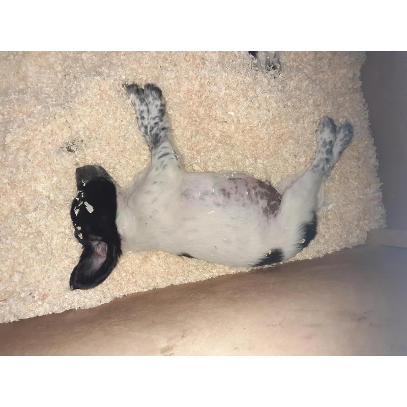 Epagnol Breton pups