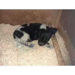 Epagnol Breton pups