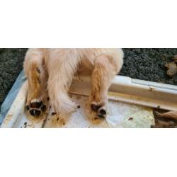 Te koop Gele Flatcoated Retriever Pups