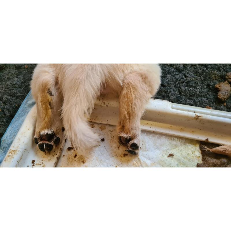 Te koop Gele Flatcoated Retriever Pups