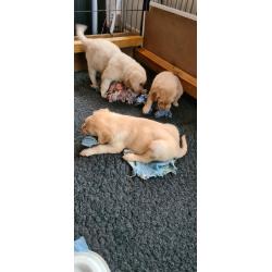 Te koop Gele Flatcoated Retriever Pups