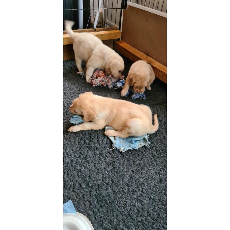 Te koop Gele Flatcoated Retriever Pups