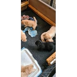 Te koop Gele Flatcoated Retriever Pups