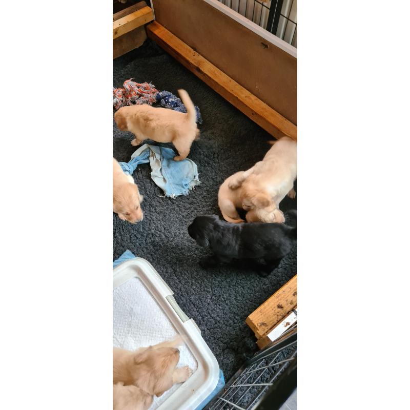 Te koop Gele Flatcoated Retriever Pups