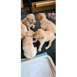 Te koop Gele Flatcoated Retriever Pups