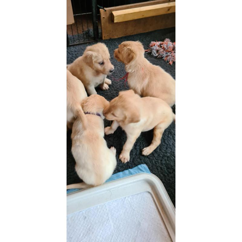 Te koop Gele Flatcoated Retriever Pups