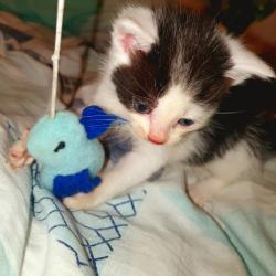 Lieve Kittens Zoeken Nieuwe Huisje