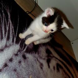Lieve Kittens Zoeken Nieuwe Huisje