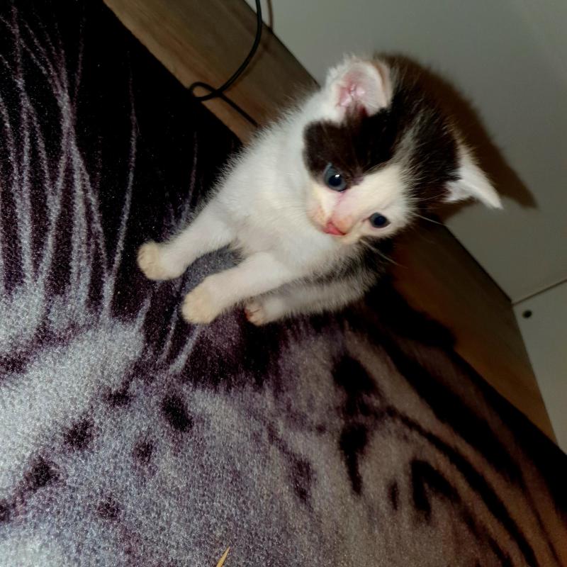 Lieve Kittens Zoeken Nieuwe Huisje