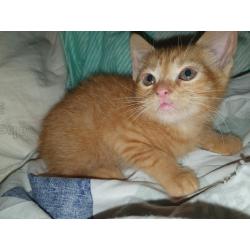 Lieve Kittens Zoeken Nieuwe Huisje
